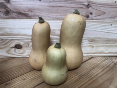 Courge "Mini Butternut" ~ 0,6kg